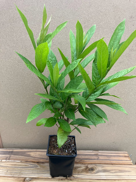 Callicarpa brevipes RARE