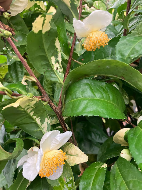 Camellia 'Yellowleaf'