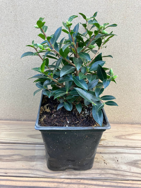 Camellia sasanqua 'Pink Pixie' RARE! NEW GARDEN TREASURES EXCLUSIVE INTRODUCTION