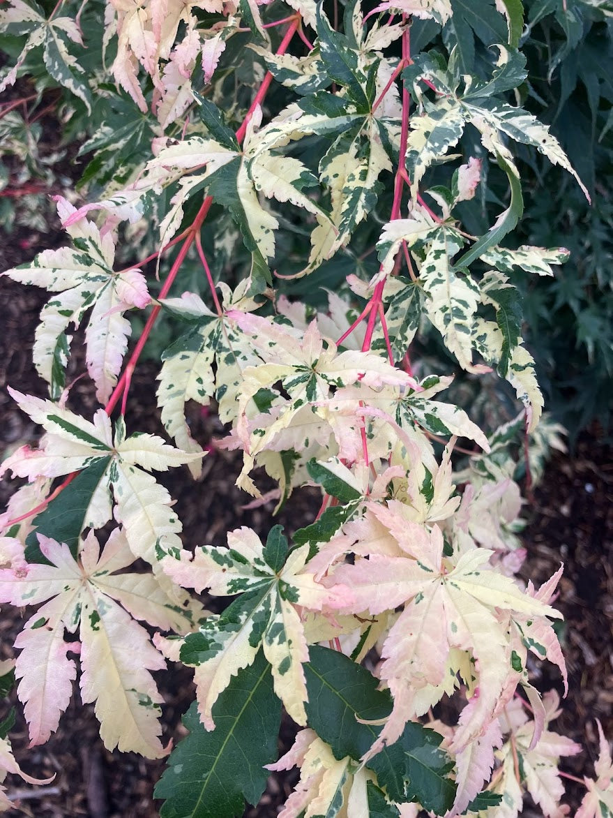Acer palmatum 'Aizumi Nishiki'