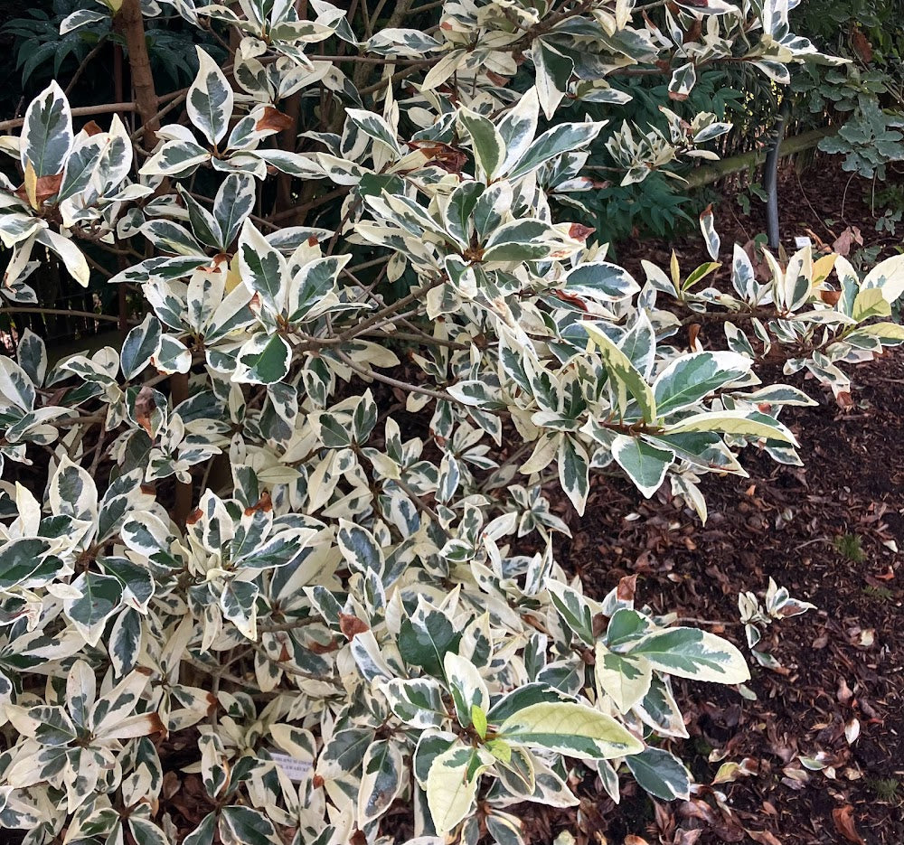 Viburnum awabuki 'Silver Halo' RARE