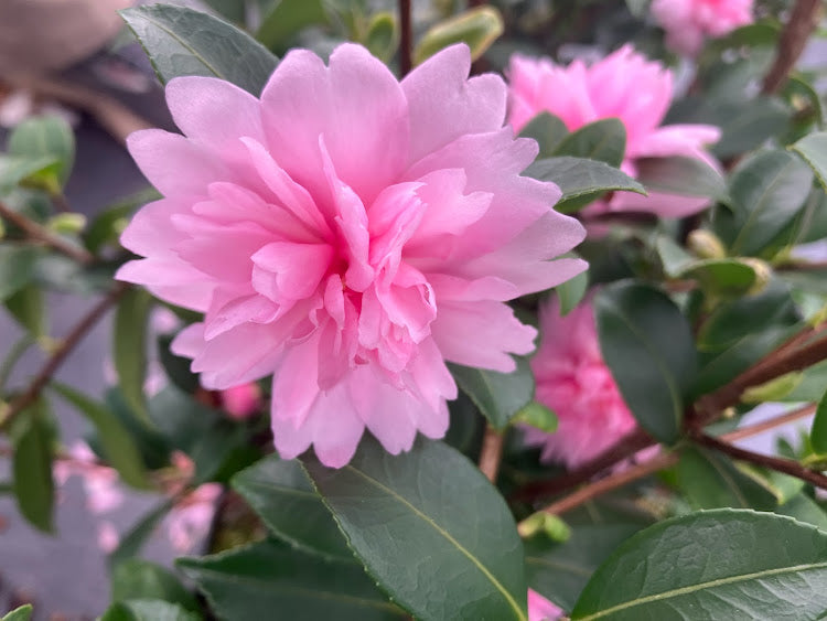 Camellia sasanqua 'Fall Festival' NEW GARDEN TREASURES RELEASE! RARE!