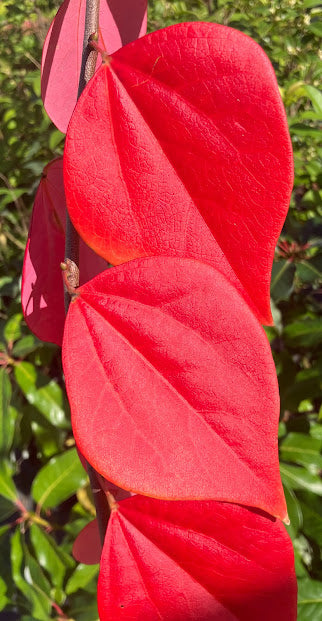 Cercis chuniana RARE