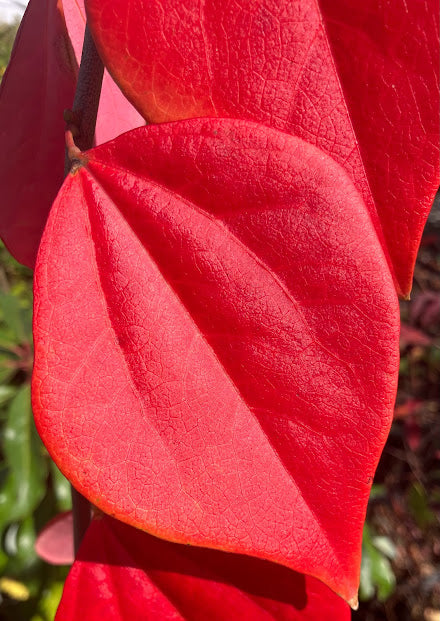 Cercis chuniana RARE