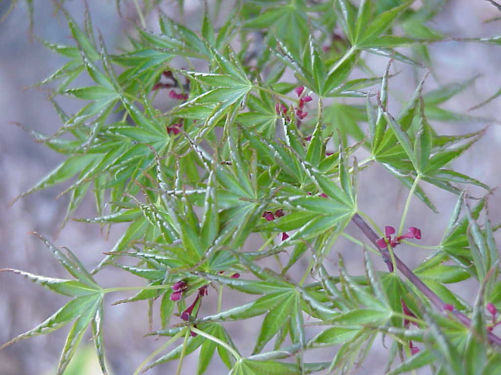 Acer palmatum 'Okushimo'