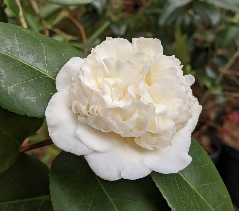 Camellia japonica 'Arlene Rand'
