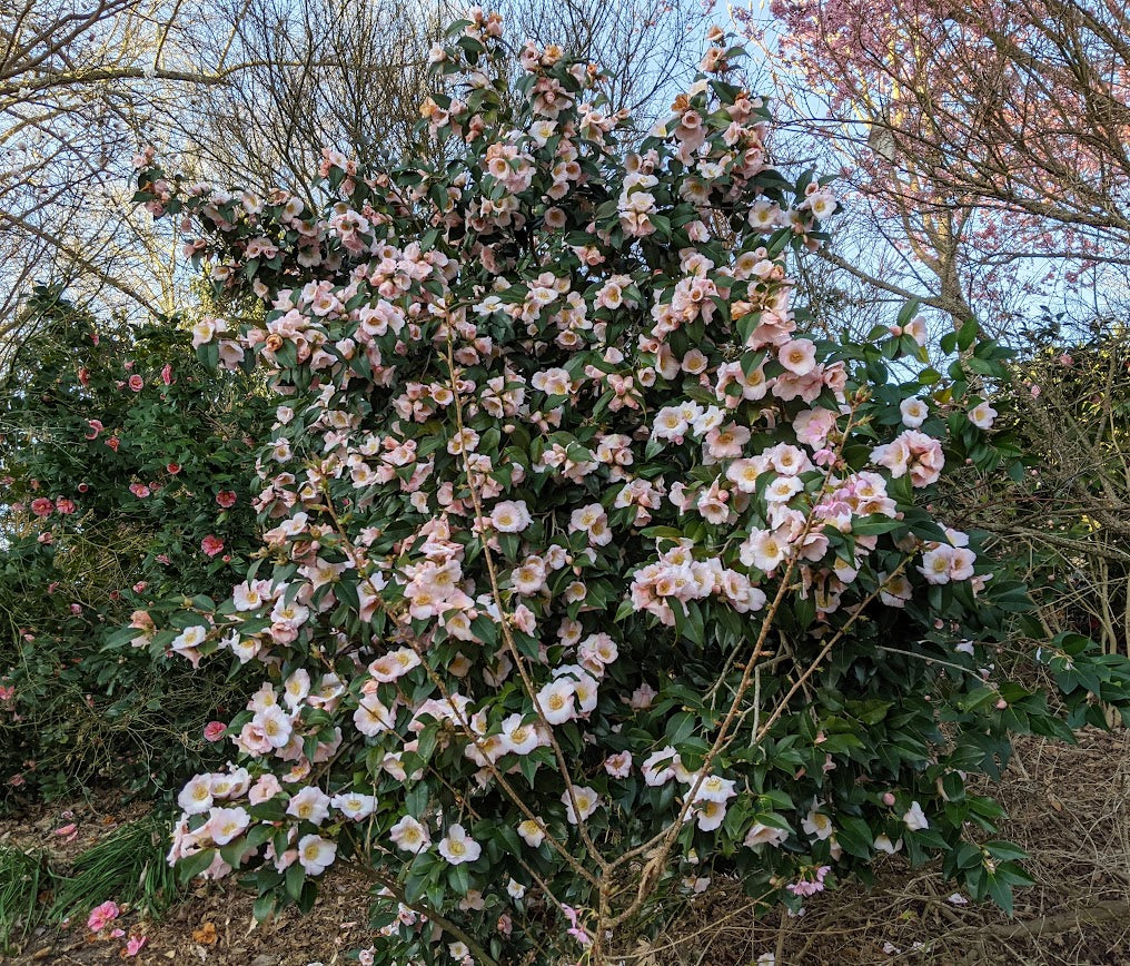 Camellia x 'Japanese Fantasy'