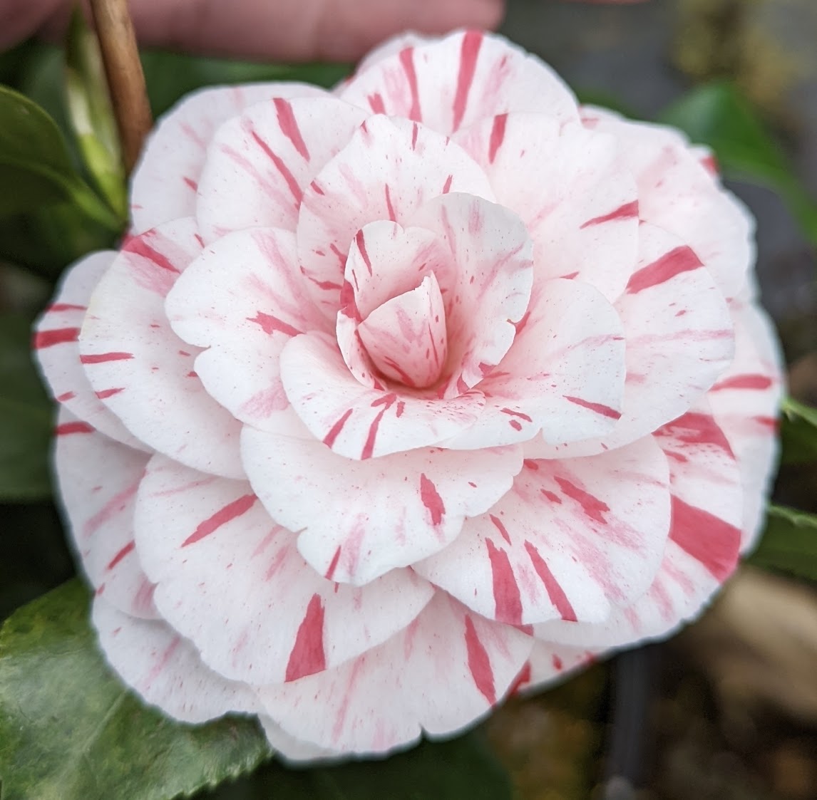 Camellia japonica 'Professore Filippo Parlatore'