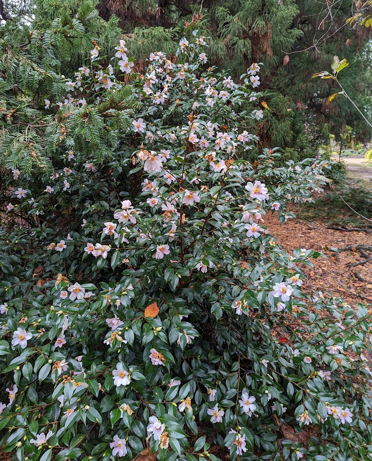 Camellia x 'Yume'