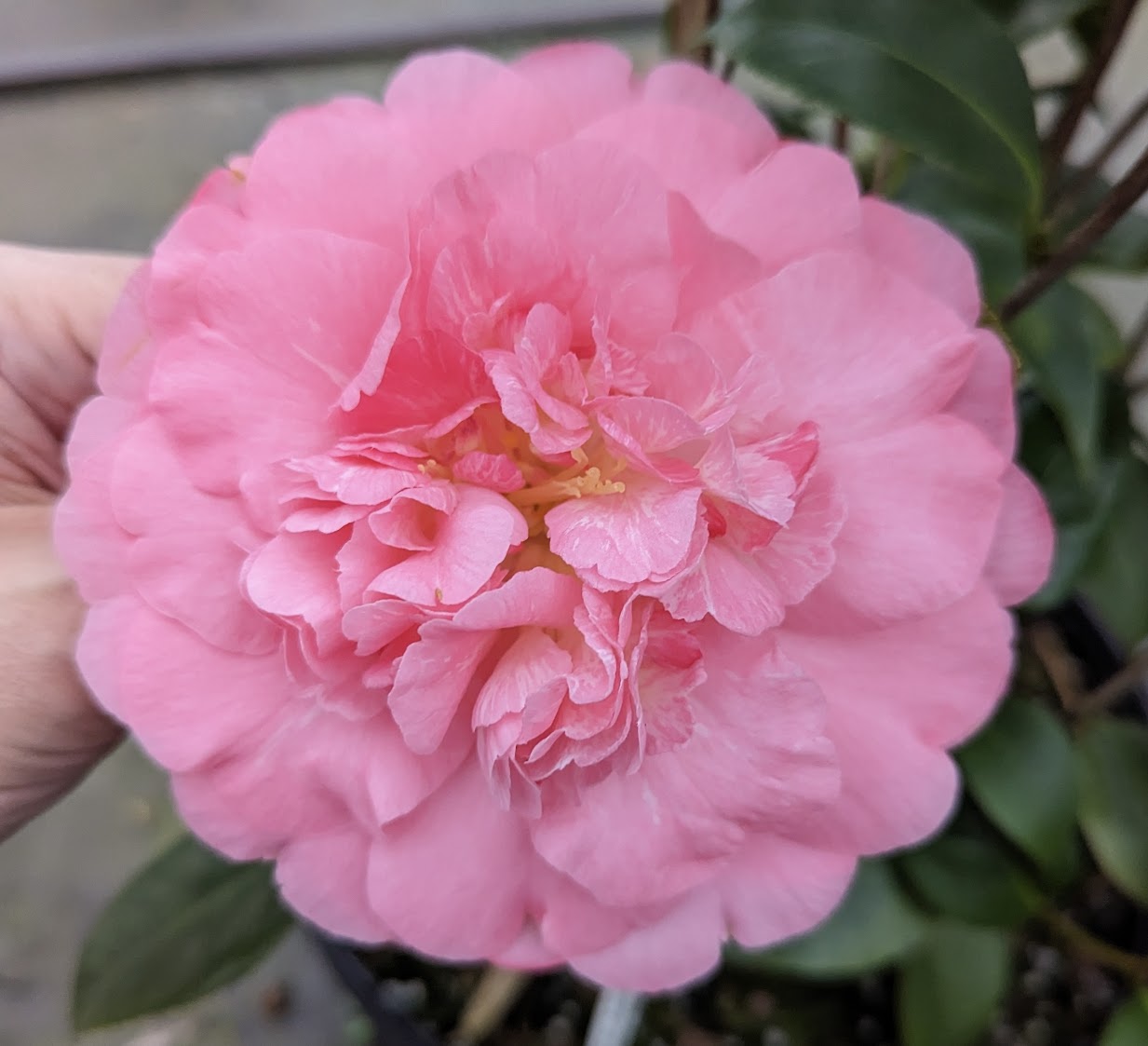 Camellia japonica 'Tinky Lee'