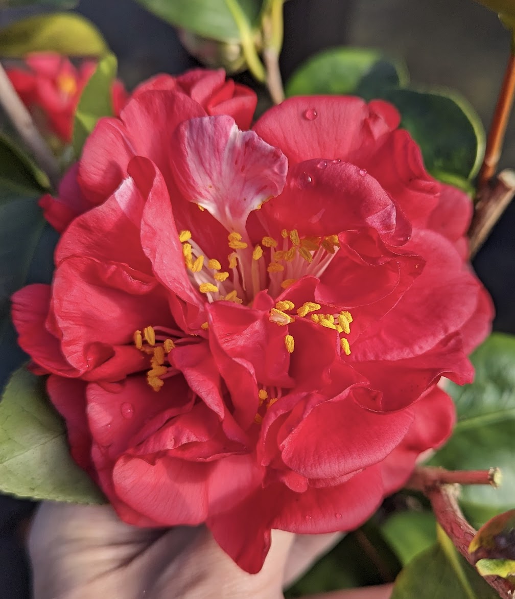 Camellia japonca 'Burgundy Blues'