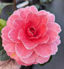 Camellia japonica 'Maria Otero del Rio'