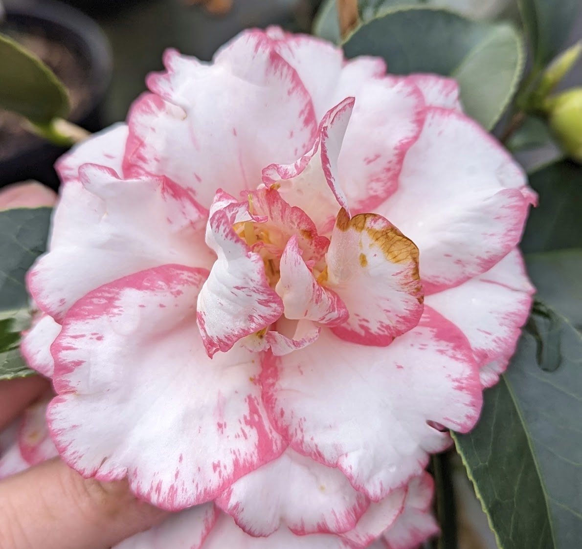 Camellia japonica 'Shuchuka'