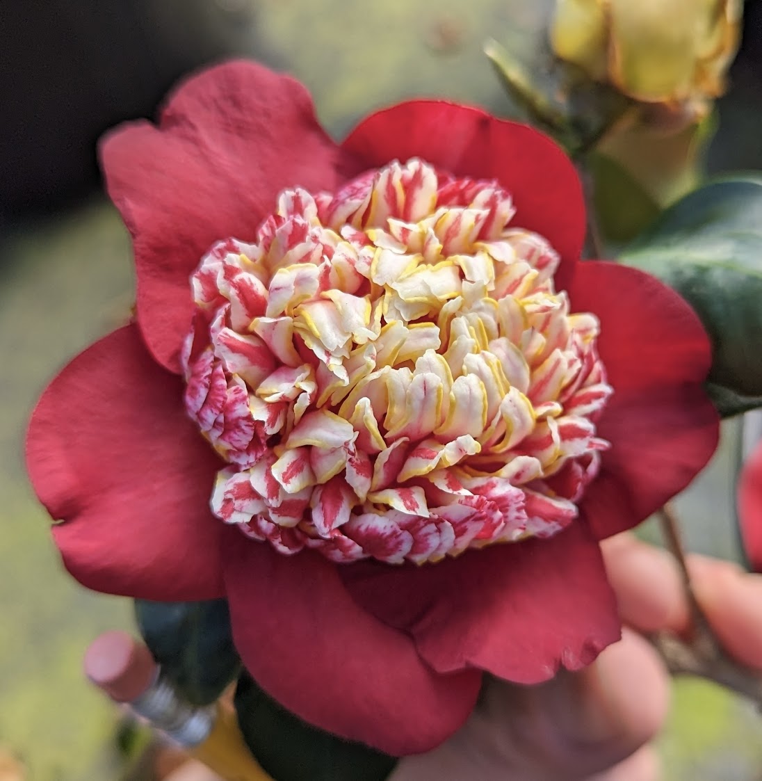 Camellia japonica 'Coco' RARE and UNIQUE!!!