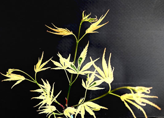 Acer palmatum 'Hana Tsukasa'