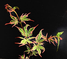 Acer palmatum 'Mama Fu'