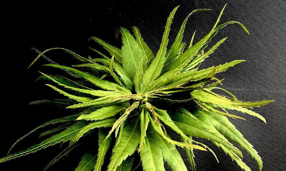 Acer palmatum 'Mikawa' x 'Sharps'