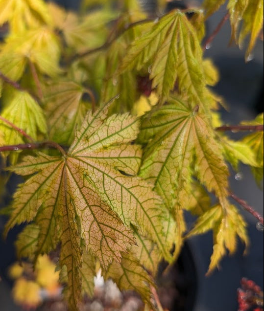 Acer palmatum 'Ariadne' Rare Japanese Maple Tree