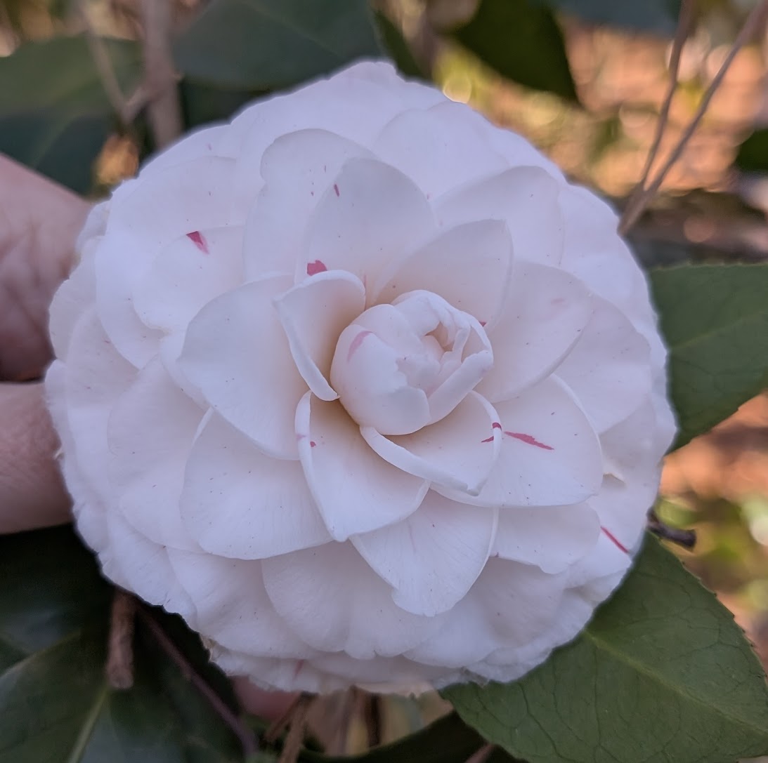 Camellia japonica 'Candy Cane'