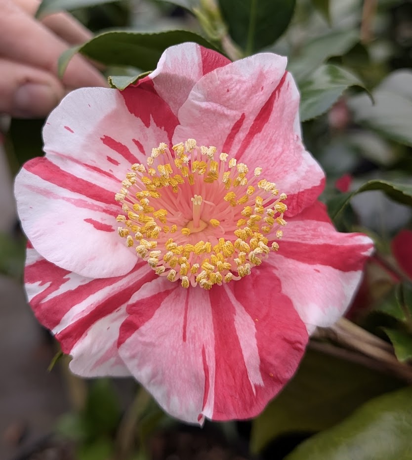 Camellia japonica 'Casimir'