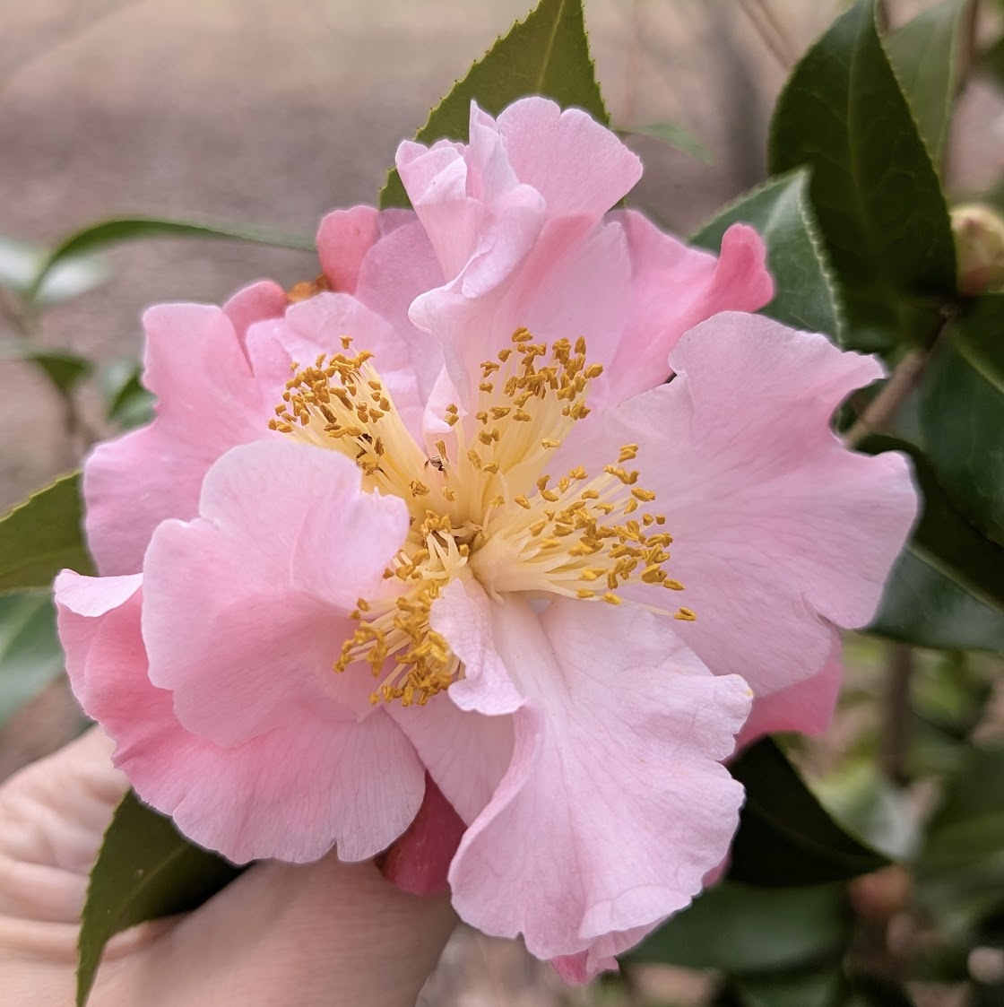 Camellia x williamsii 'Tiptoe'