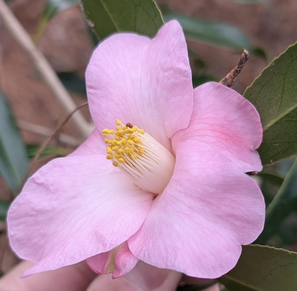 Camellia x 'Holland Orchid'