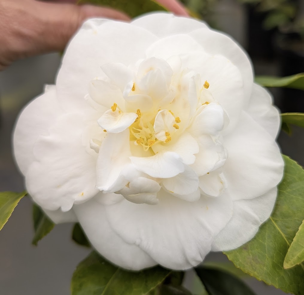 Camellia japonica 'Jasmim'