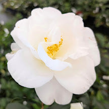 Camellia japonica 'White Bouquet'