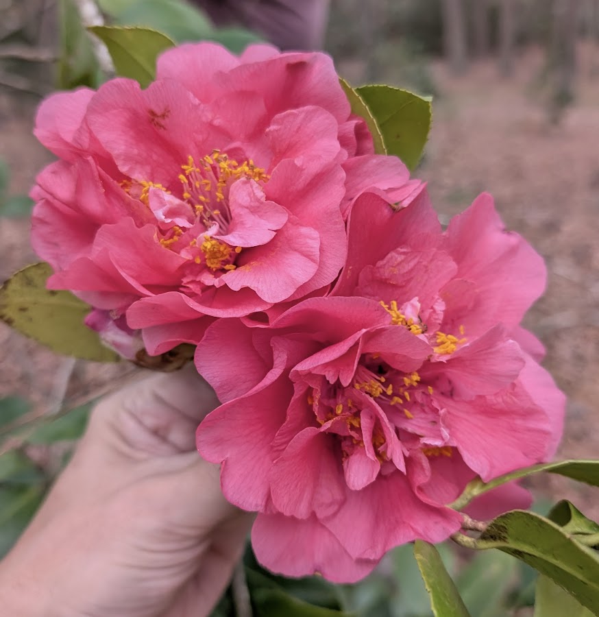 Camellia japonica 'J. M. Haynie'