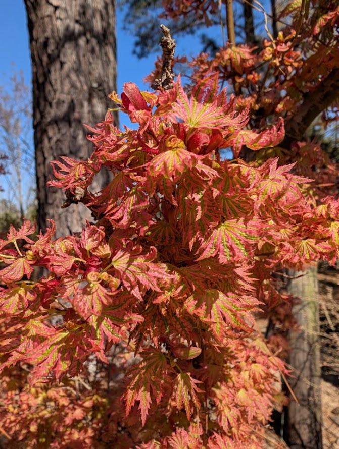 Acer palmatum 'Abigail Rose' Dwarf Variegated Japanese Maple