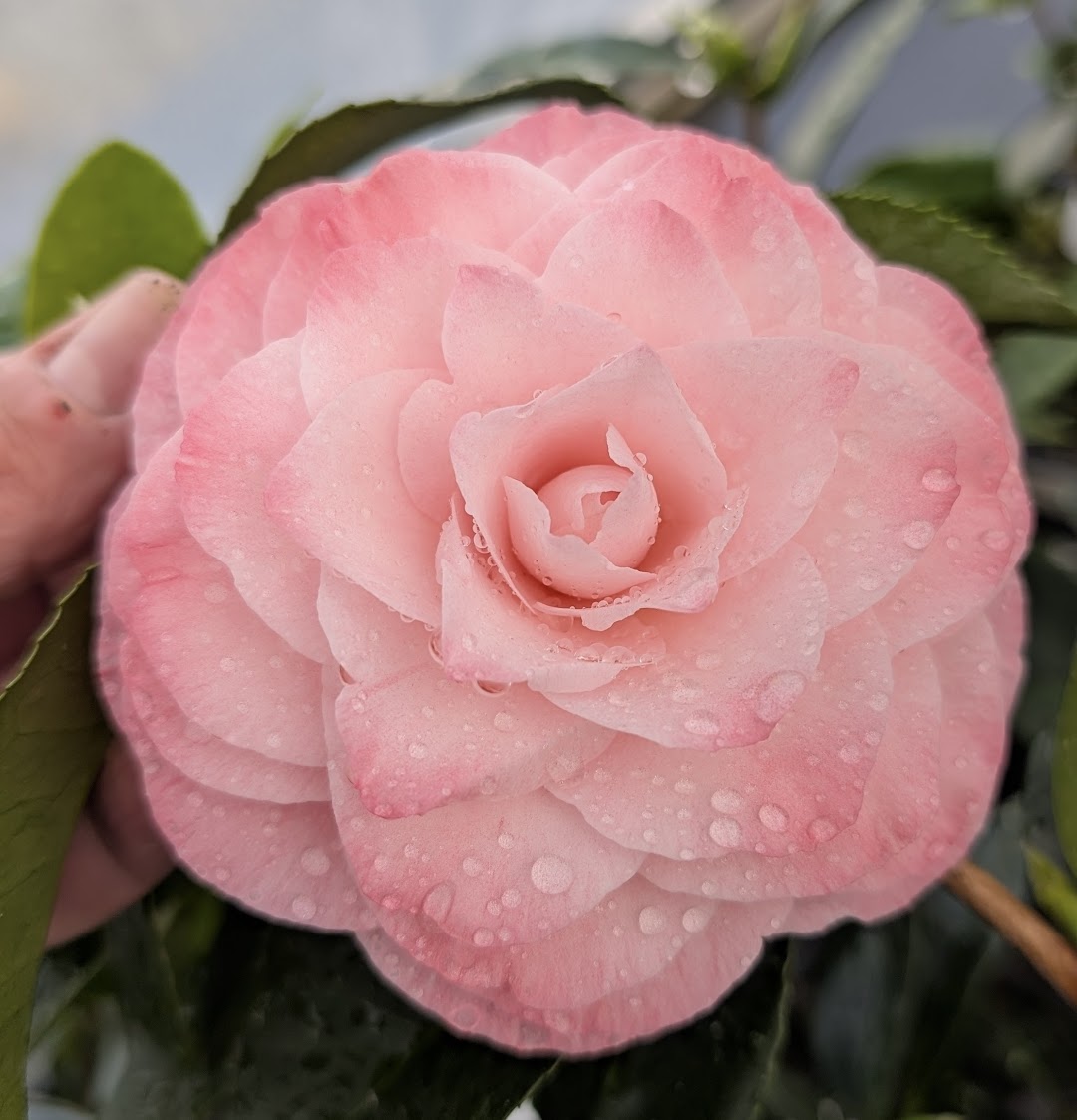 Camellila japonica 'Donnan's Dream'