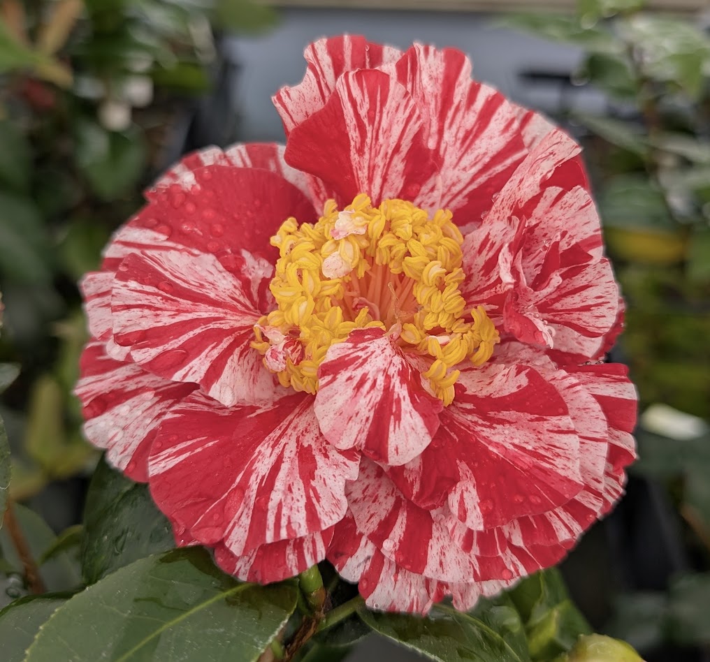Camellia japonica 'Clown'