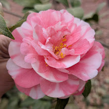 Camellia japonica 'Louise Hairston Variegated'