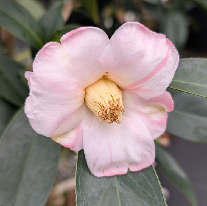 Camellia 'Sukiyu' – Garden Treasures Nursery