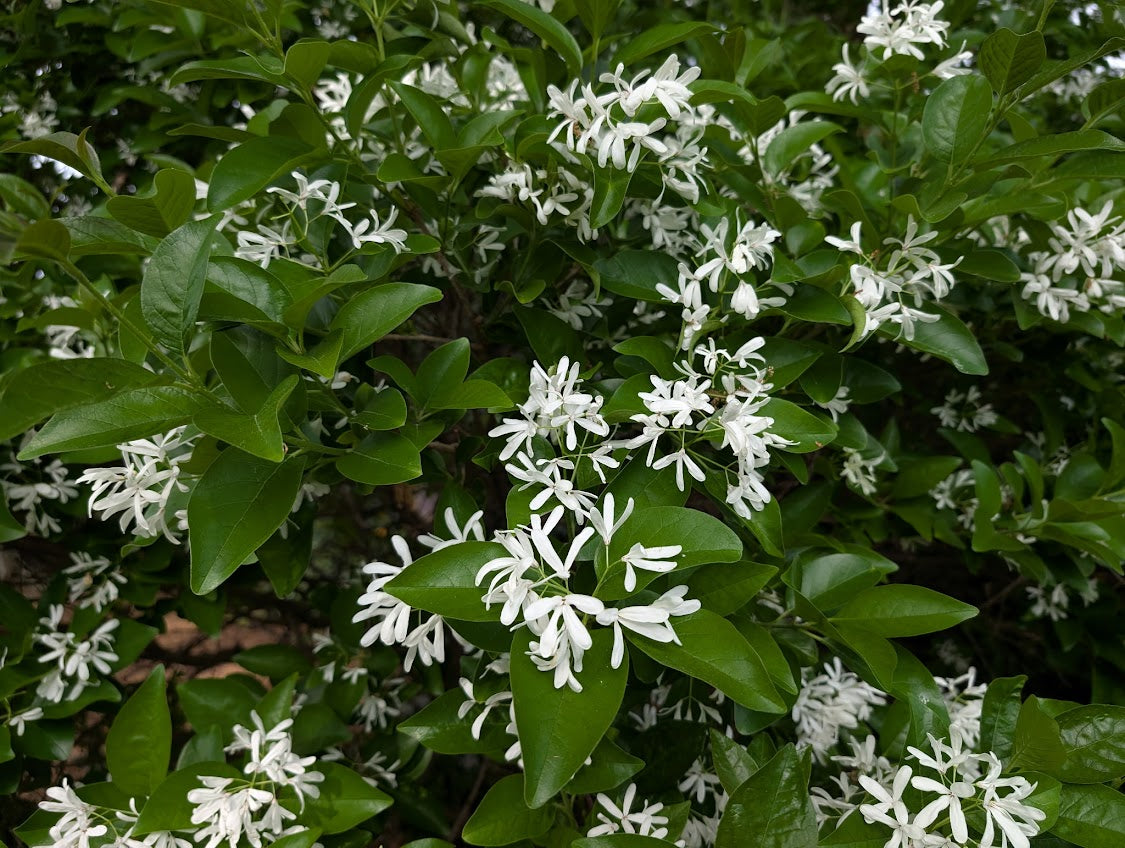 Chionanthus retusus 'Ivory Tower'