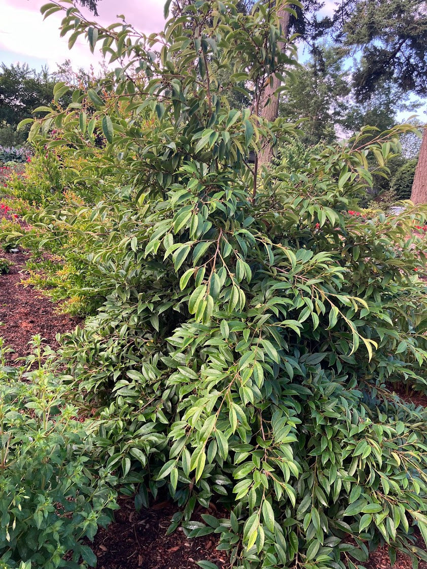 Sycopsis sinensis