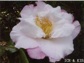 Camellia japonica 'Touch of Pink'