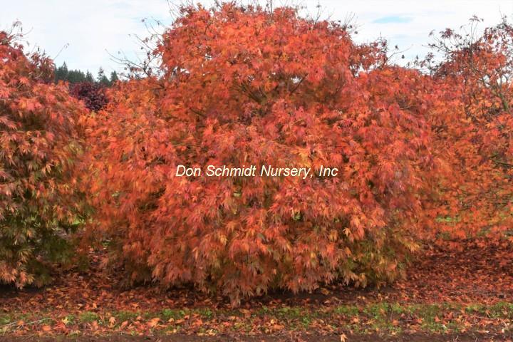 Acer palmatum 'Crimson Carol'