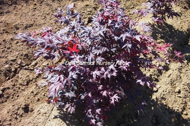Acer palmatum 'Lozita'