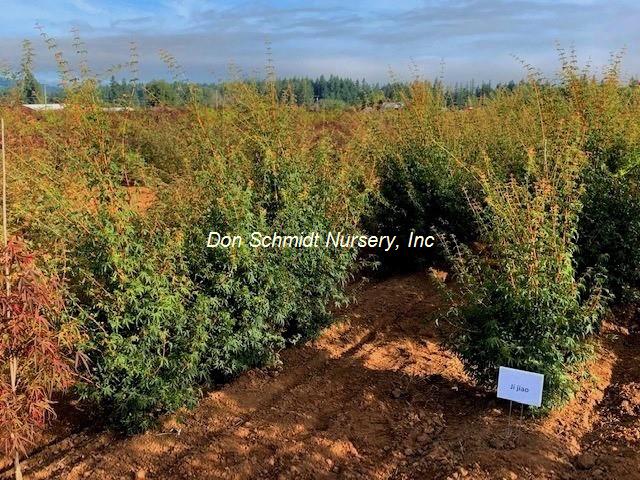 Acer palmatum 'Ji Jiao'