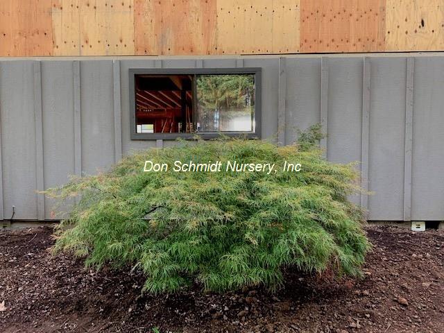 Acer palmatum 'Watnong'