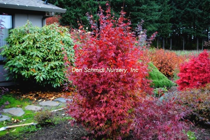 Acer palmatum 'Tsukasa Silhoutte'