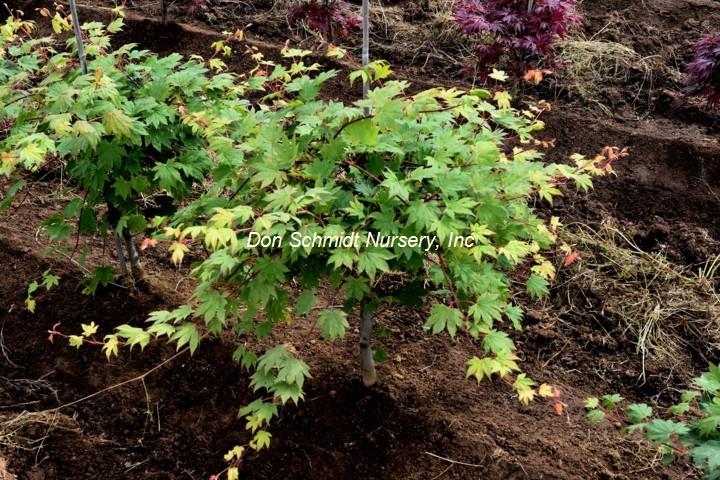 Acer sieboldianum 'Seki No Kegon'