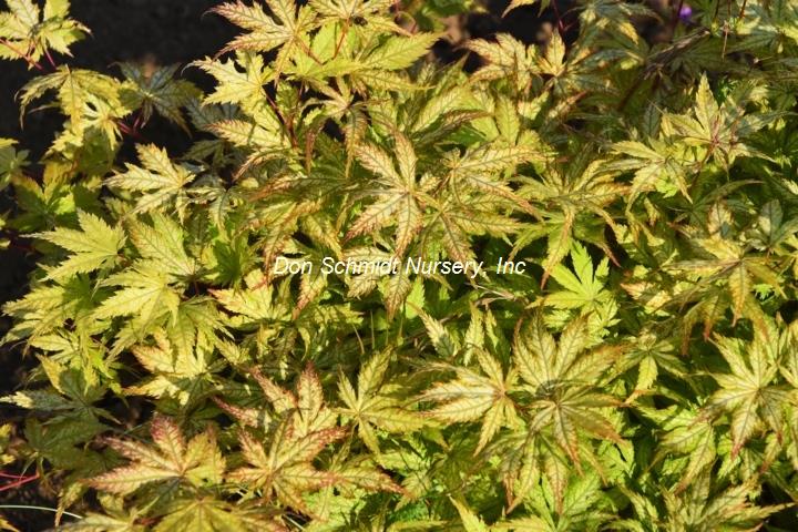 Acer palmatum 'Shigi No Hoshi'