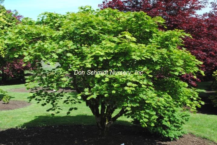 Acer shirasawanum 'Junihitoe'