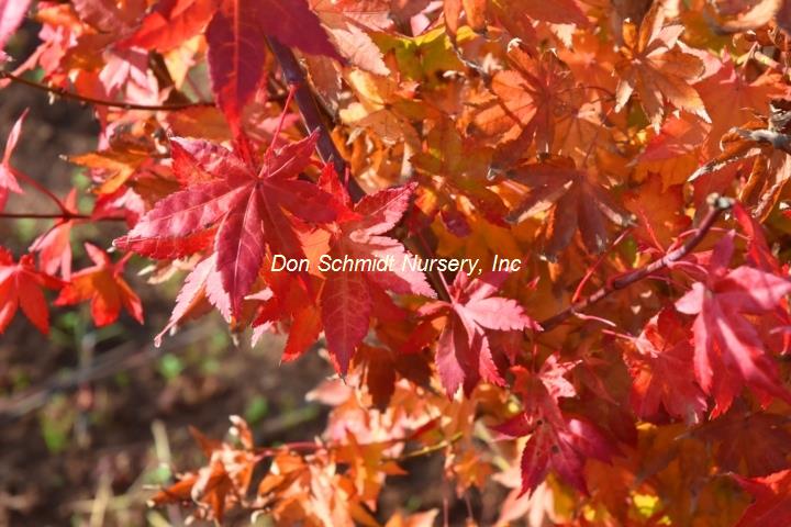 Acer palmatum 'Summer Gold'