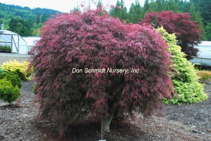Acer palmatum 'Hana Matoi' (all bronze)