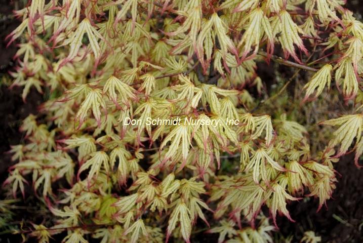 Acer palmatum 'First Ghost'