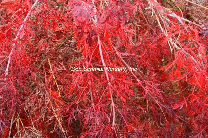 Acer palmatum 'Hana Matoi'