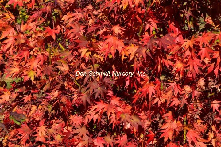 Acer palmatum 'Syuka'
